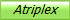 Atriplex